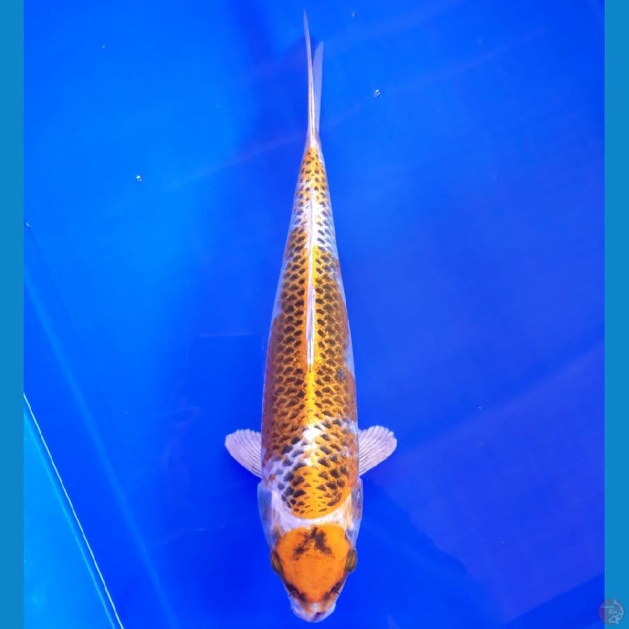 Maruten Kujaku 31cm