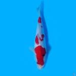 showa tategoi 27 cm female