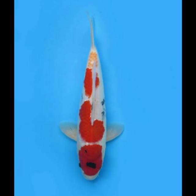 37cm - Showa Tategoi Male