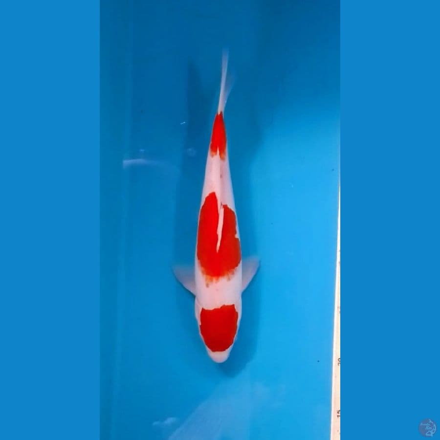 Kohaku 3step Original 28cm