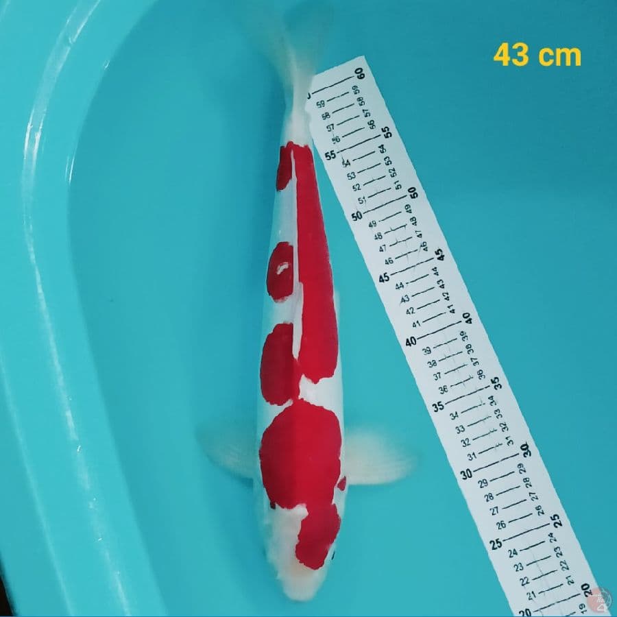 Male Showa Doit TATEGHOI 43 cm