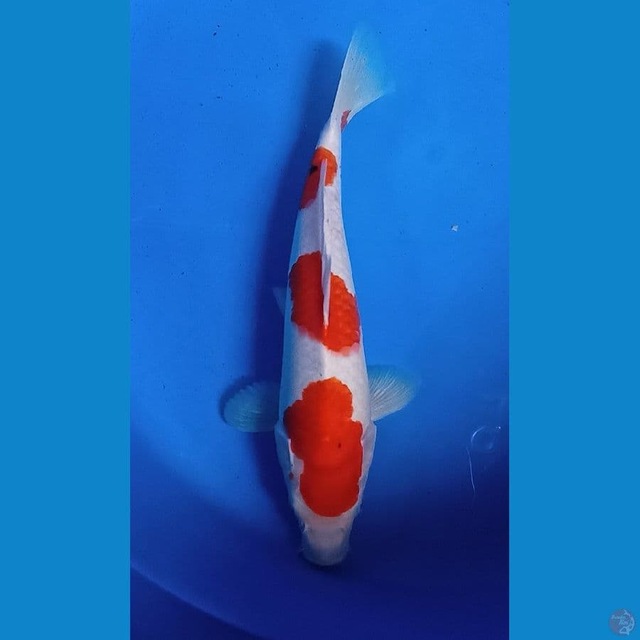 Sanke Halus 33 cm
