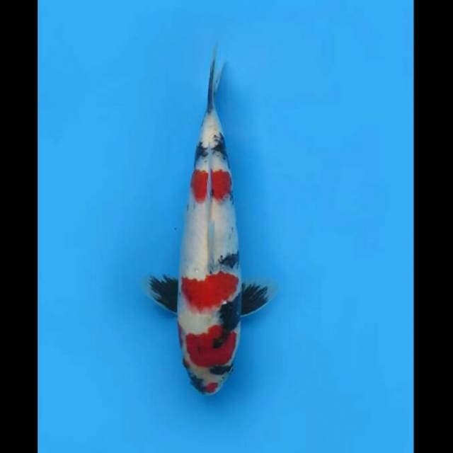 30cm Male - Kindai Showa F1 