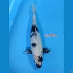 SHIRO 37cm