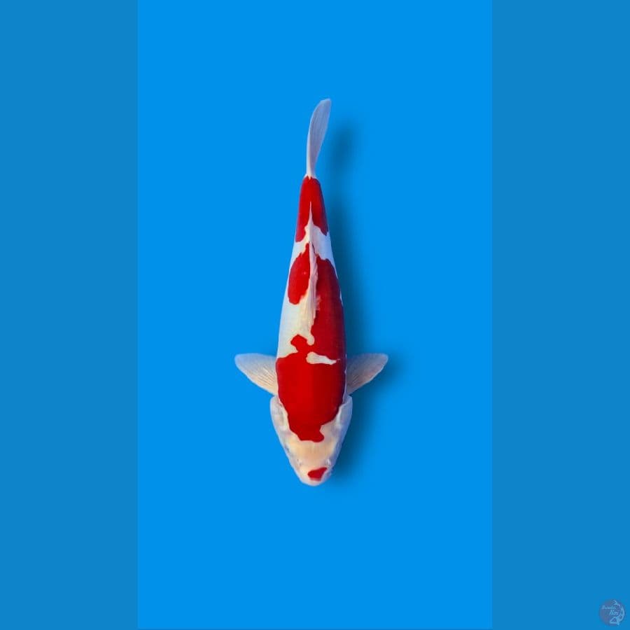 CAH BAGUS - KOHAKU DOITSU