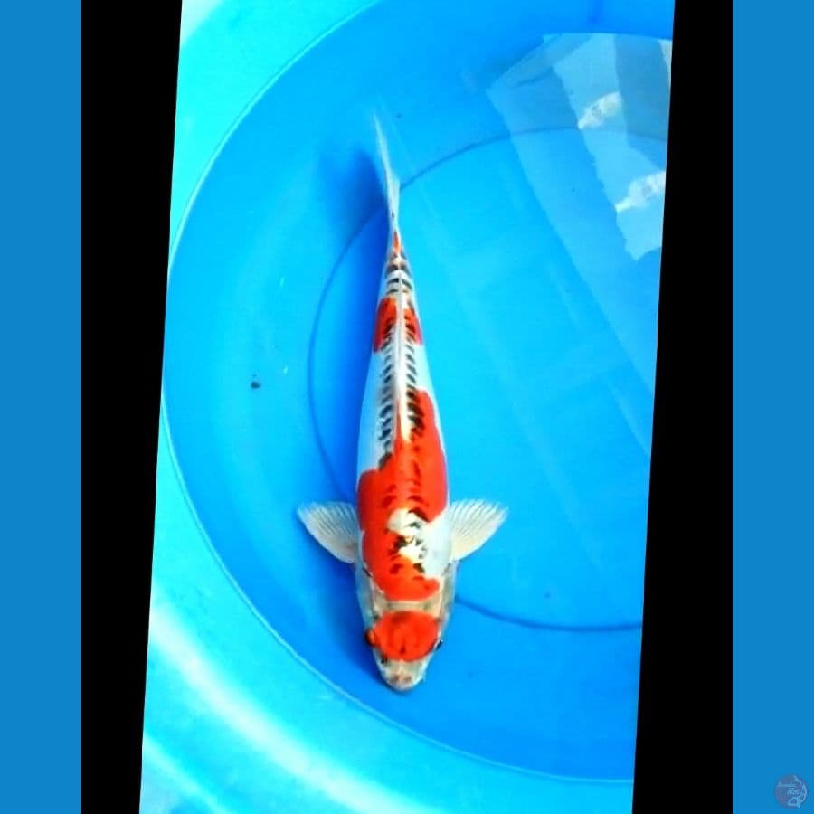 Maruten kikokyuryu 39 cm