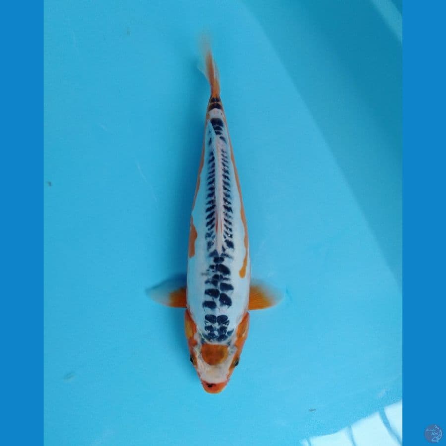maruten shusui 30cm