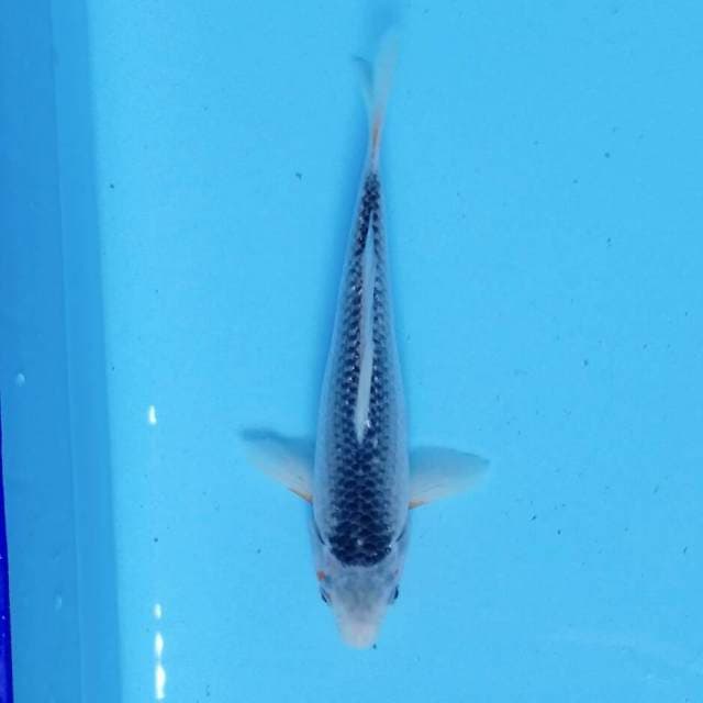 Asanti 22cm