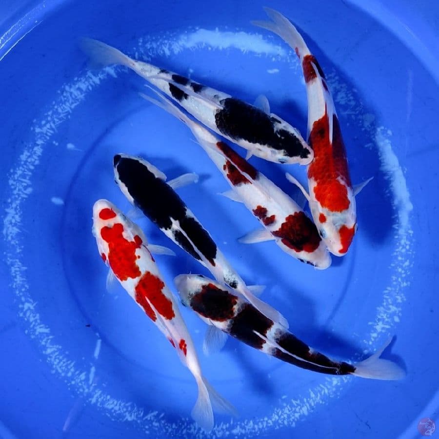 orisinil 26-29cm