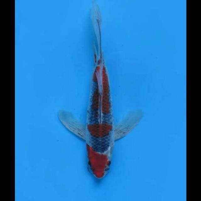 35cm - Kumpay Goshiki Male 