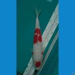maruten kohaku ginrin 32cm