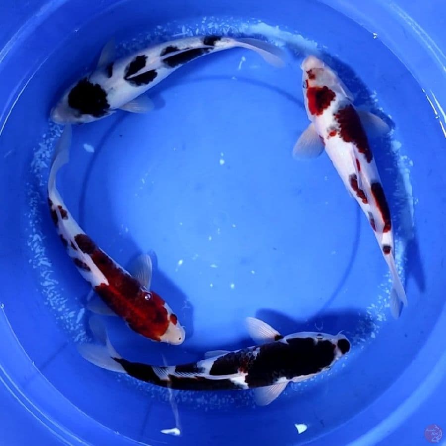orisinil 30-34cm