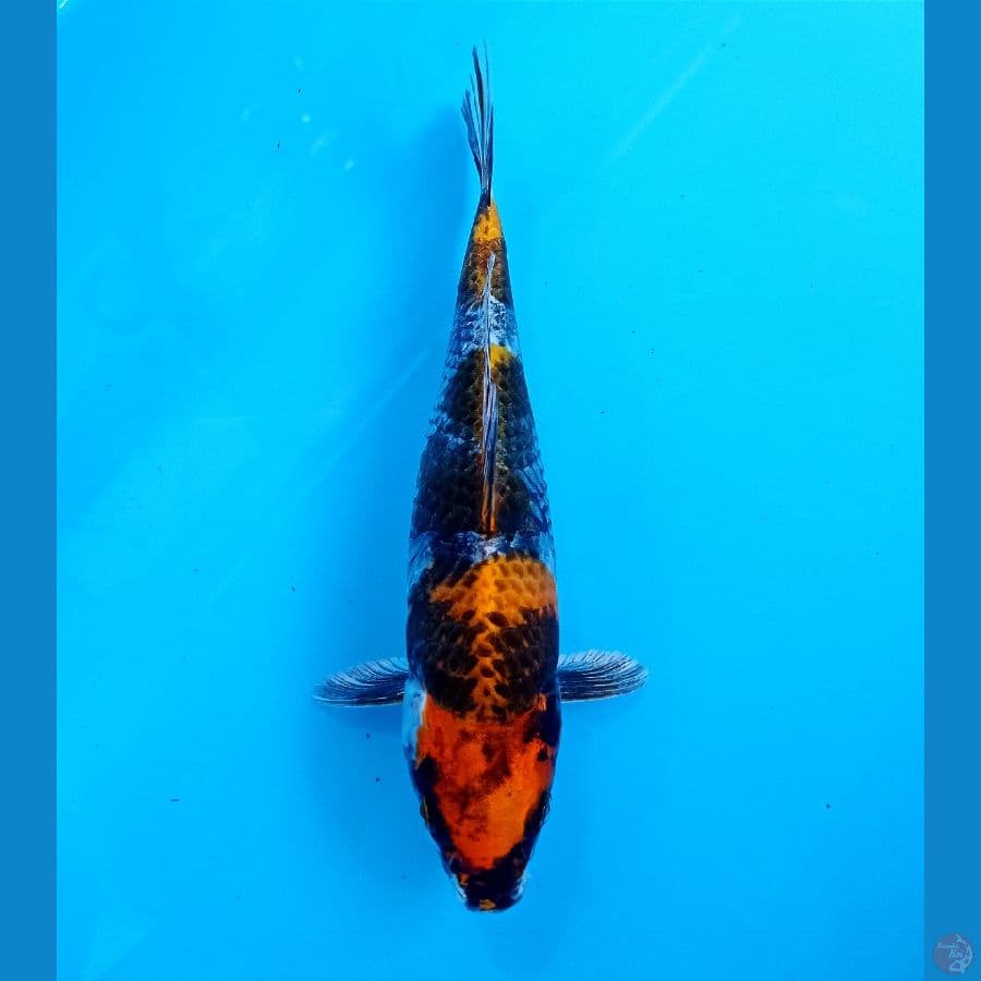 showa hikari 24 cm