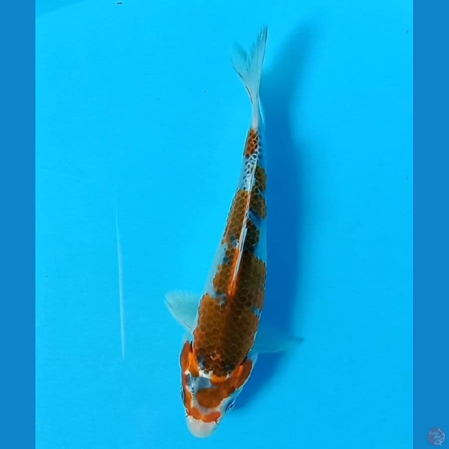 goshiki
