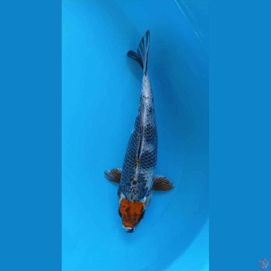 tancho hikari 27cm