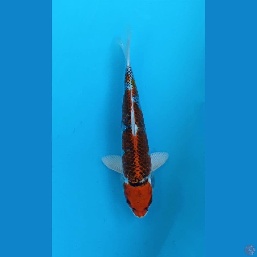 kujaku 24cm
