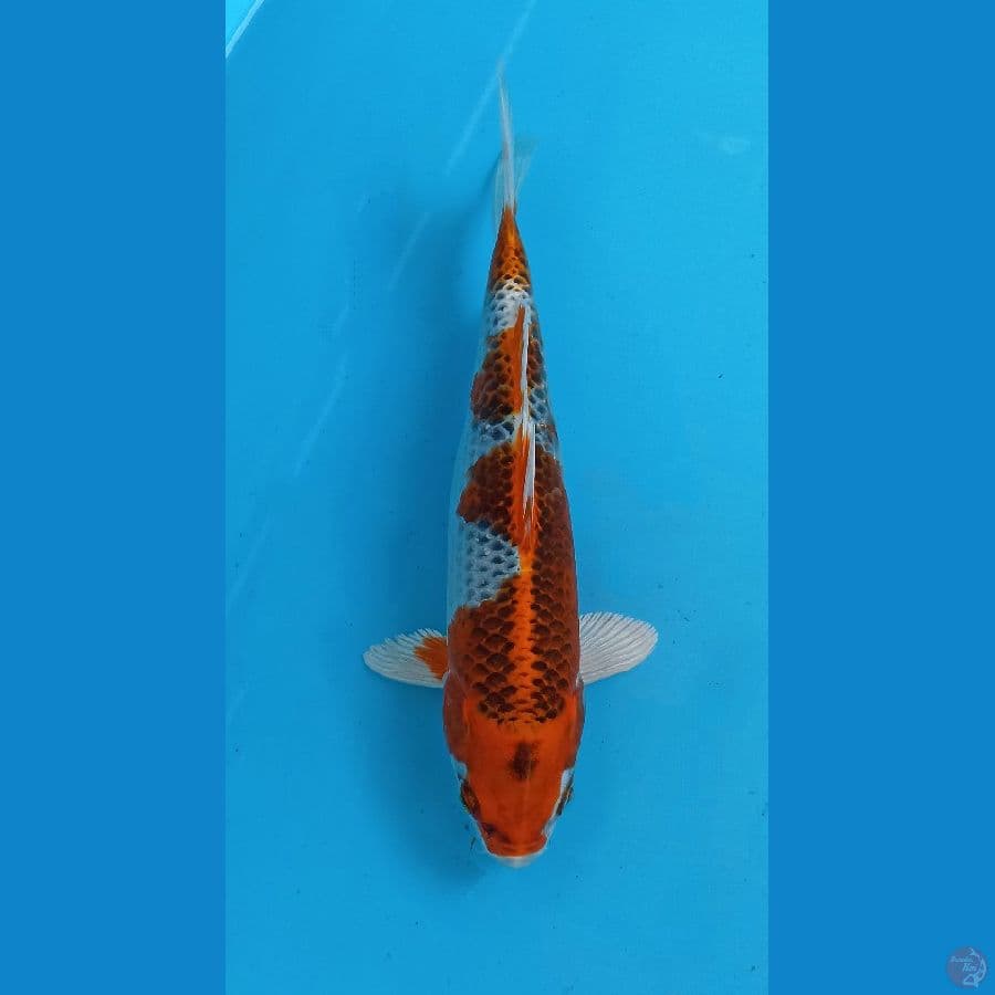 kujaku 23cm