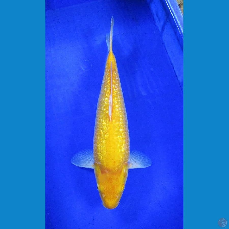 karashi ginrin ±41cm super bulky