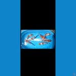 PAKET KOHAKU RED STRONG 31-34CM 7EKOR