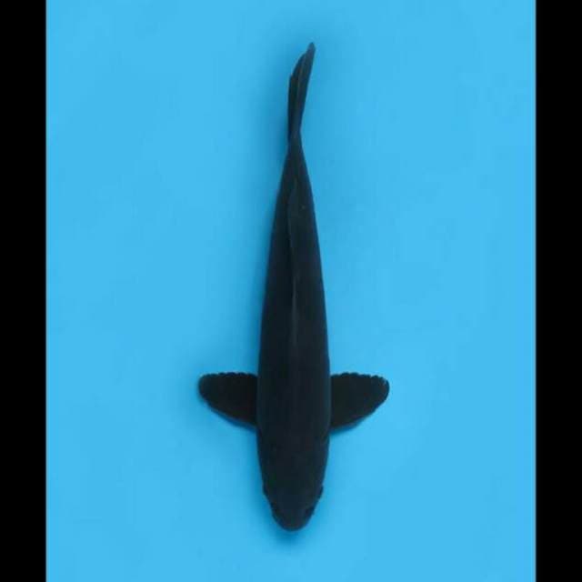 37cm Male - Karasugoi