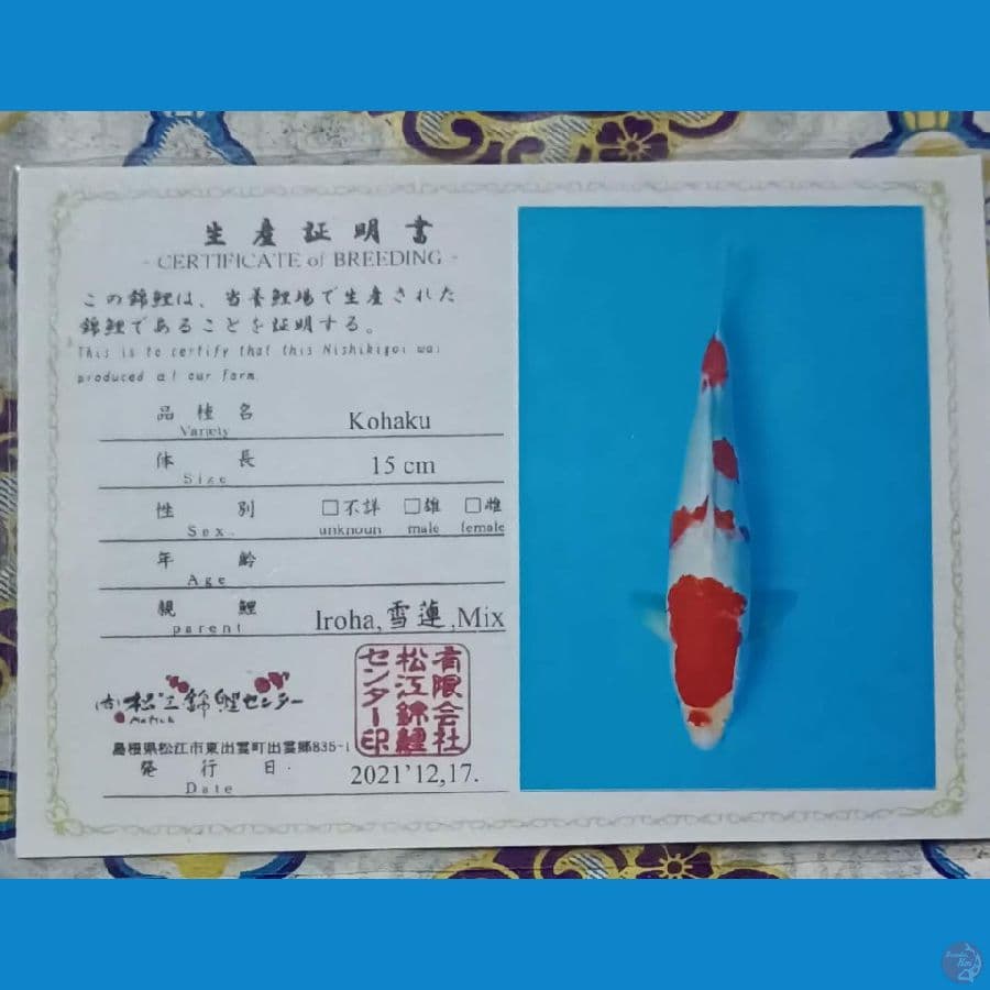 Kohaku Serty Iroha sz 35cm