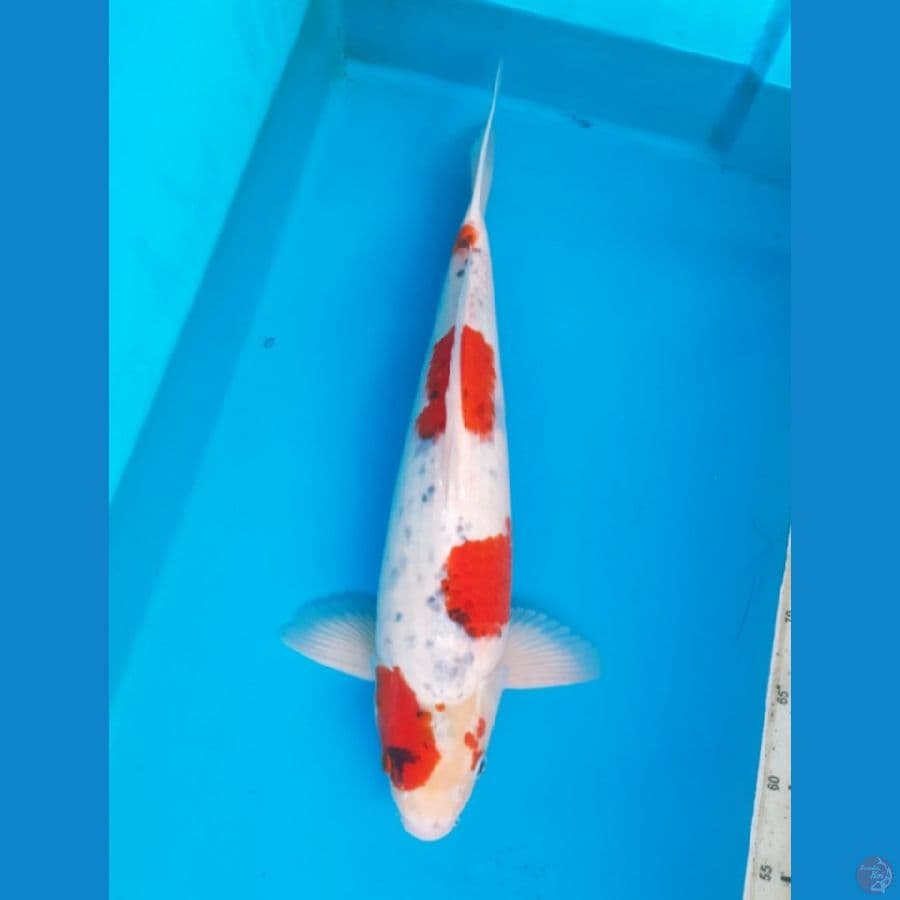 45cm Goshiki Male