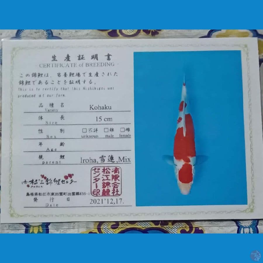 Kohaku Serty Iroha sz 43cm