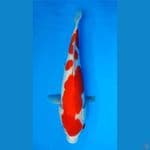 ~KOHAKU DOITSU 2 STEP 31CM/FEMALE~