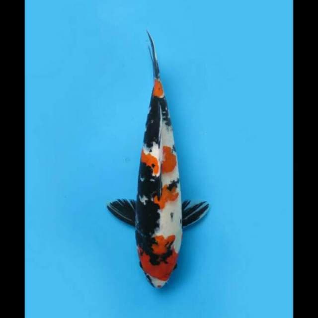 45cm - Jumbo Showa Tategoi 