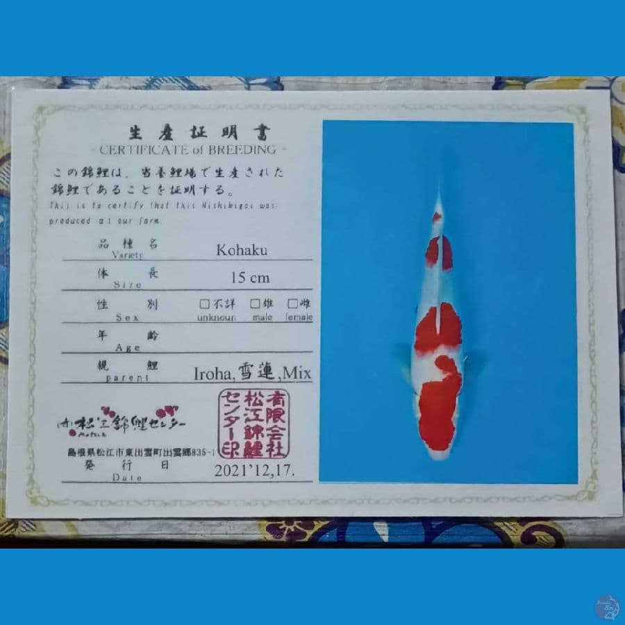 Kohaku Serty Iroha sz 37cm