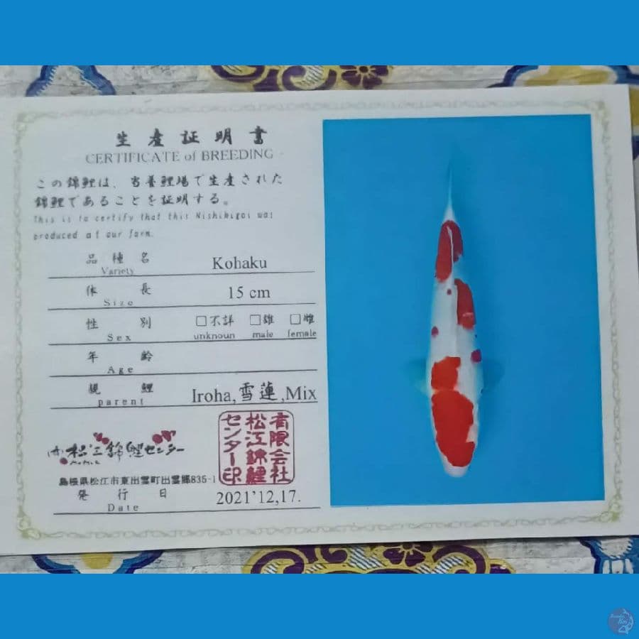 Kohaku Serty Iroha sz 42cm