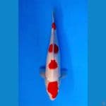 ~KOHAKU 4 STEP 32CM/MALE~