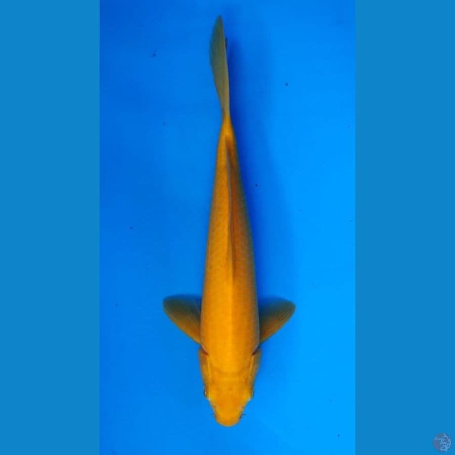~KARASHI 33CM/MALE~
