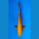 ~KARASHI 33CM/MALE~