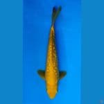 ~KARASHI GINRIN 32CM/MALE~