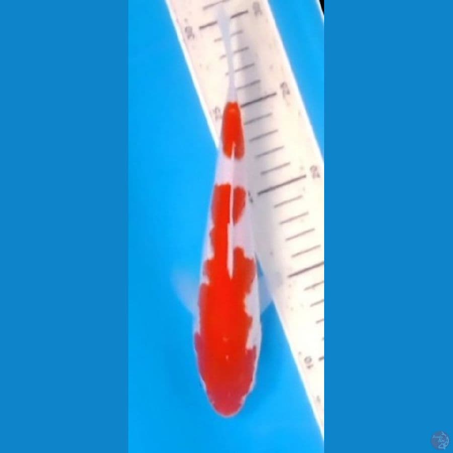 Minion Kohaku 22cm