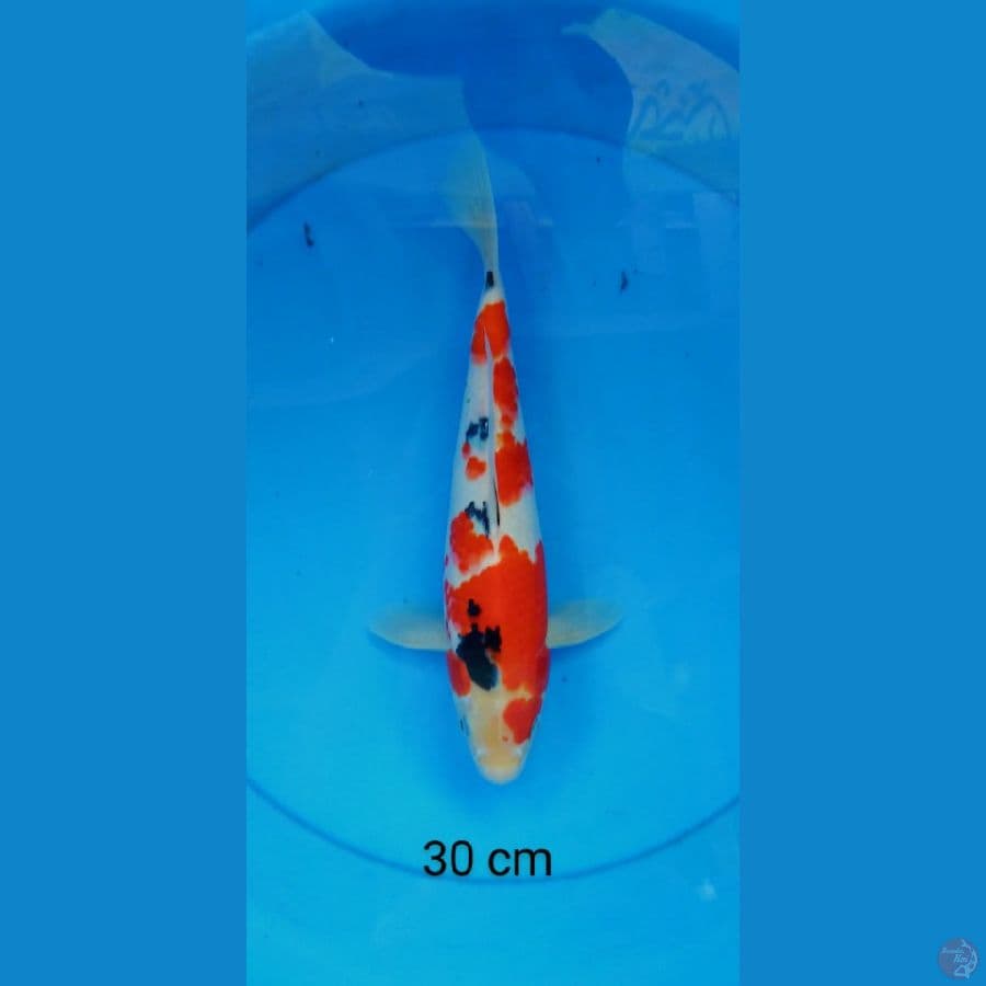sanke strong 30 cm