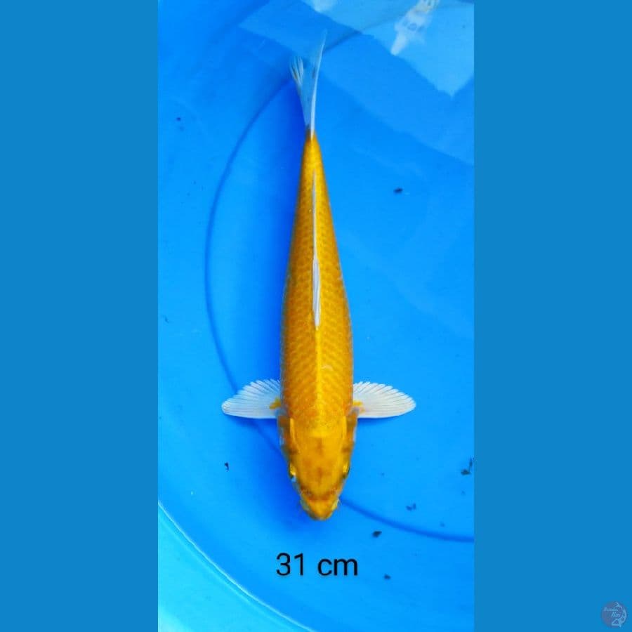 yamabuki 31 cm