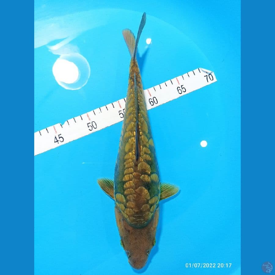 CAGOI ARAGOKE 34 CM