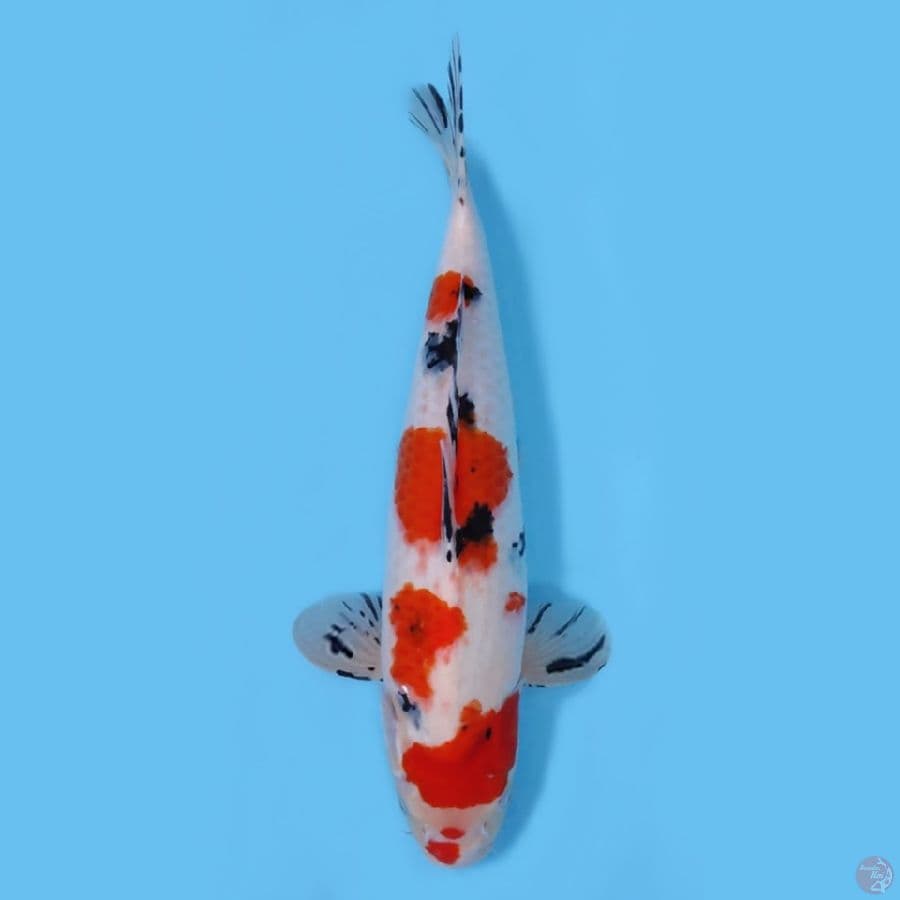 SANKE 44CM - FEEMALE