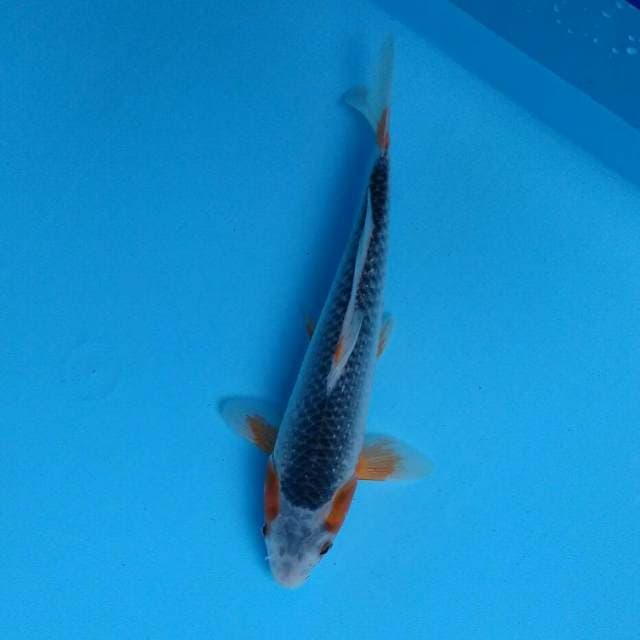 Ashanti 21cm