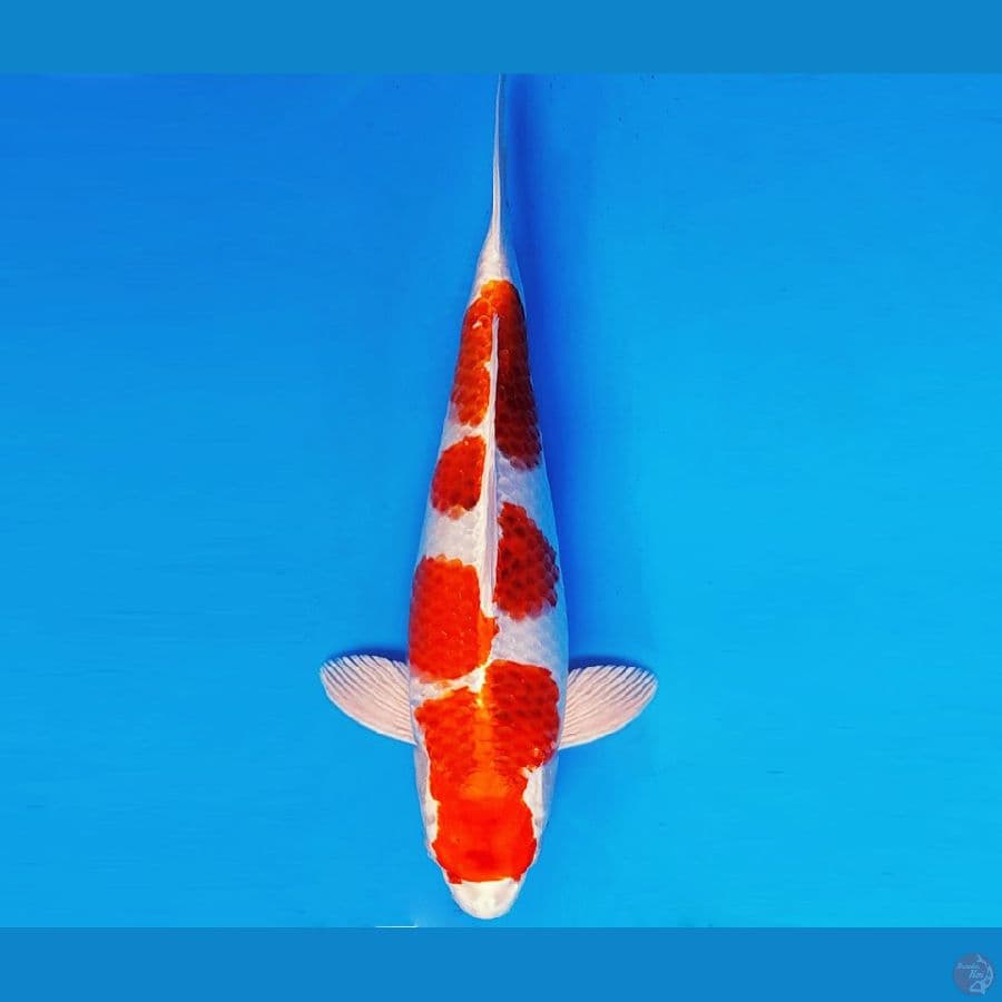 HATTORI 2 - KUJAKU 36 cm/fm ®