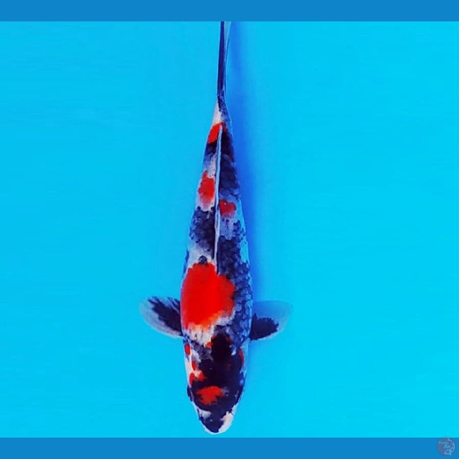 HATTORI 3 - SHOWA 18 cm/male ®