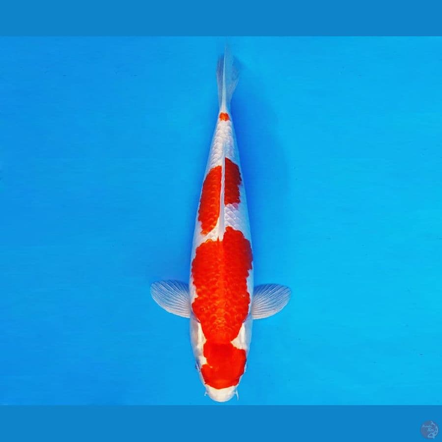 HATTORI 13 - KOHAKU HIKARI 33 cm/fm ®