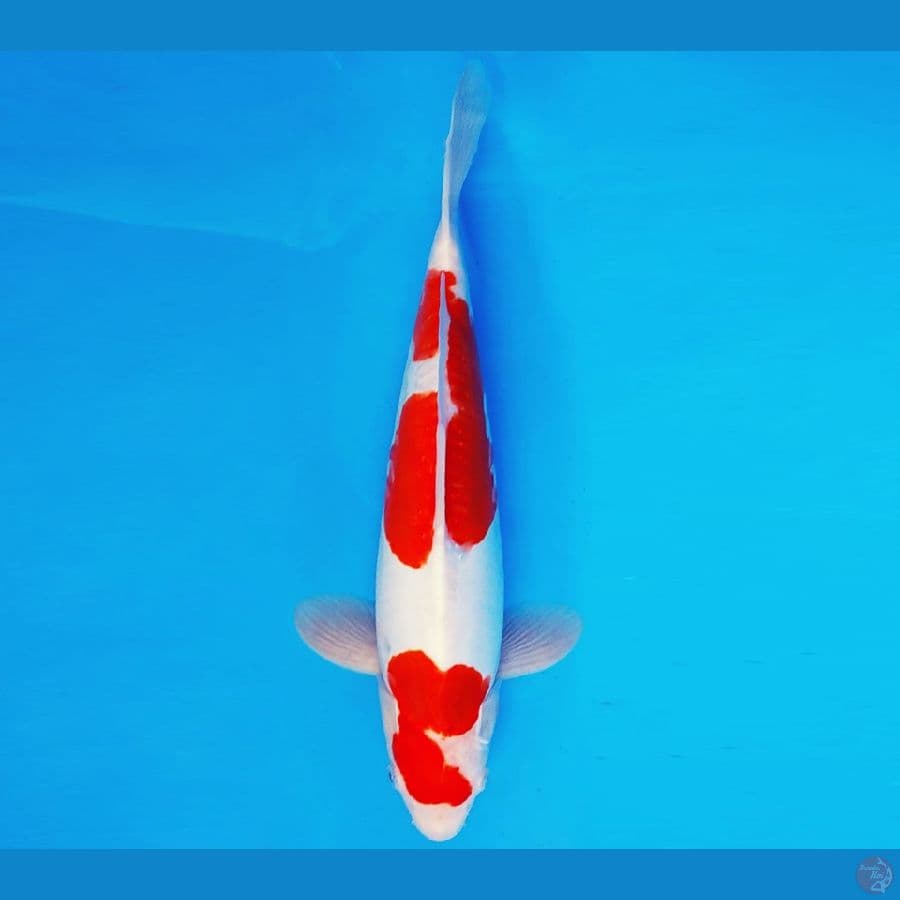 HATTORI 15 - AI GOROMO DOITSU 40 cm/male ®