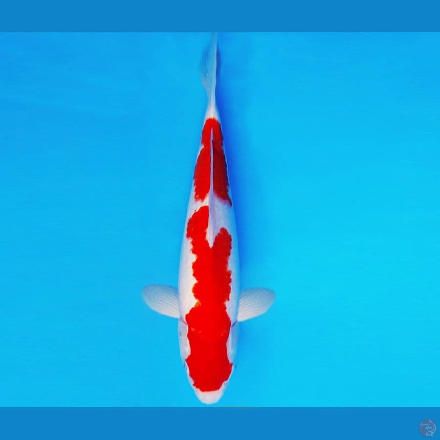HATTORI 16 - KOHAKU 31 cm/male ®