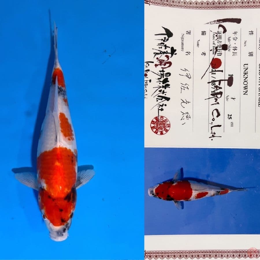ISA SHOWA 33cm