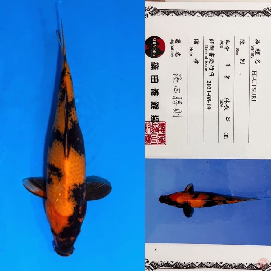 HIUTSHURI SHINODA 37cm