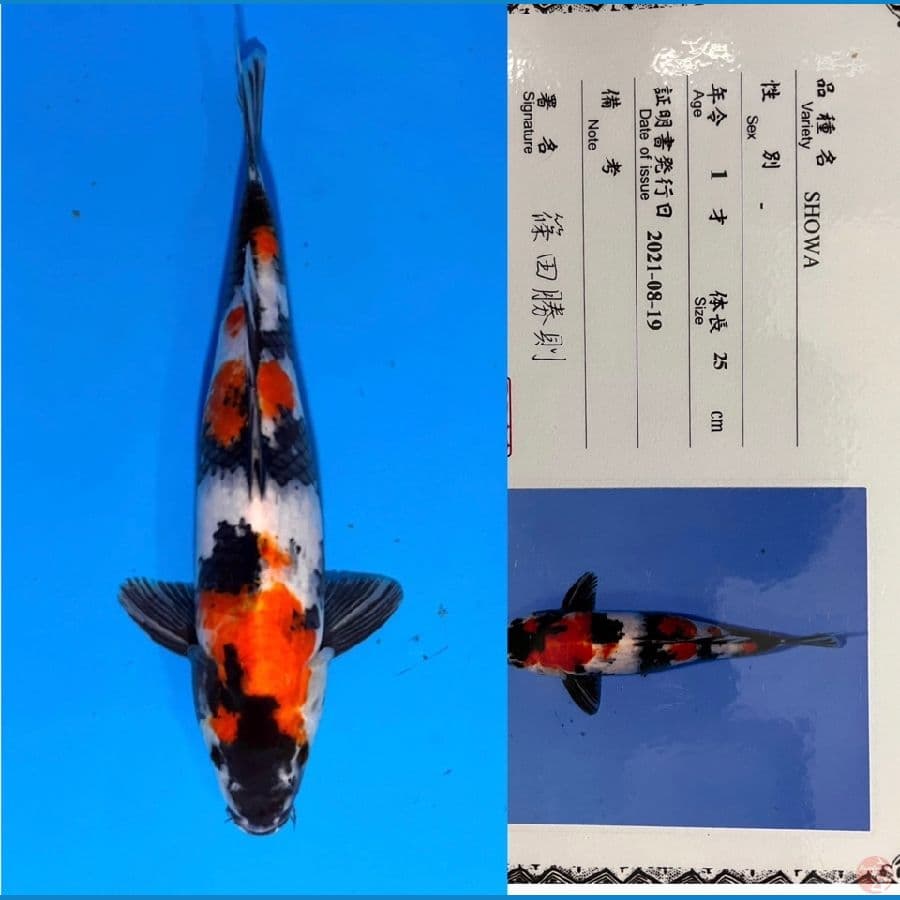 SHINODA SHOWA 37cm