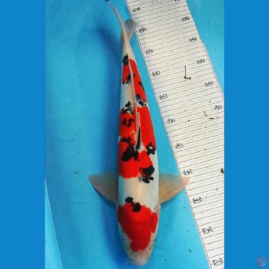 sanke 47cm